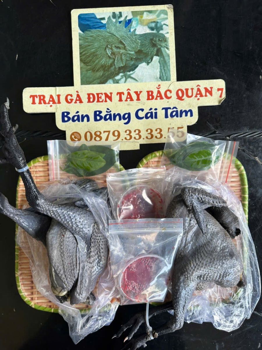 Gà đen H'Mông thả vườn tại Trại Gà Đen Tây Bắc Quận 7