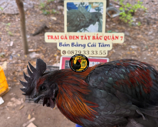 GÀ TRỐNG 1